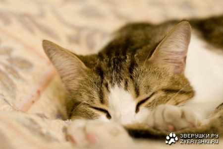 ������ ���� :)