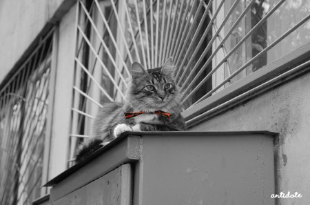 ������ :)