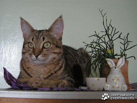 ���-������� :)