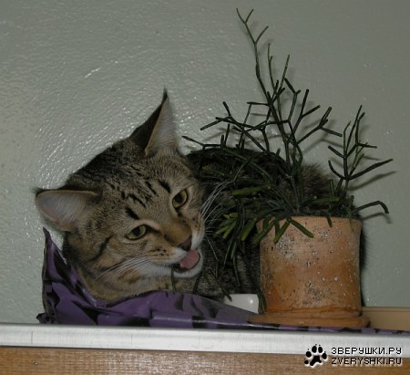 ���� (6 ����������)