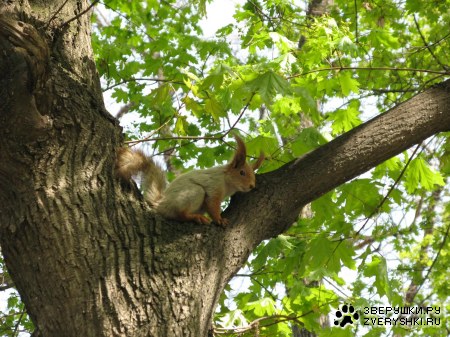 ����������� ������� :)