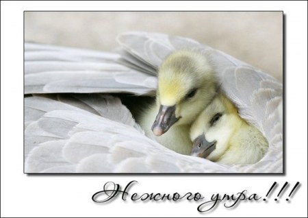 � ������ ����� :)