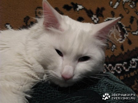 �������� ����� � ��� �������� (6 ����)