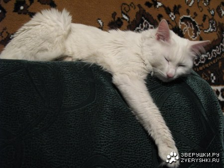 �������� ����� � ��� �������� (6 ����)