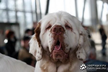 ������� (13 �������������� ��������)