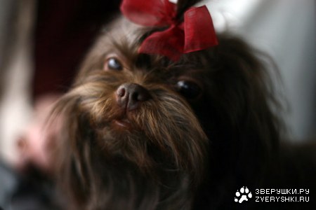 ������� (13 �������������� ��������)