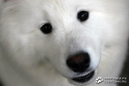 ������� (13 �������������� ��������)