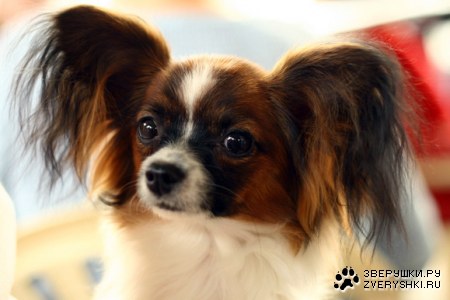 ������� (13 �������������� ��������)