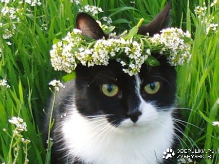 ������� �������� (7 ����)