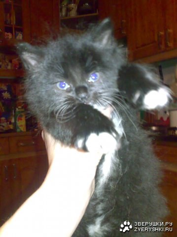 ������ :)