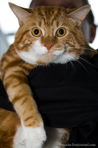 ���������� � �������� ����� (11 ����)