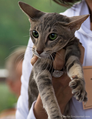 ���������� � �������� ����� (11 ����)