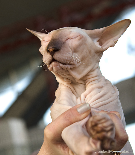 ���������� � �������� ����� (11 ����)