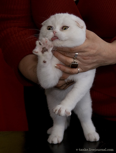 ���������� � �������� ����� (11 ����)