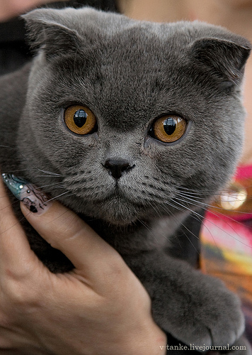 ���������� � �������� ����� (11 ����)