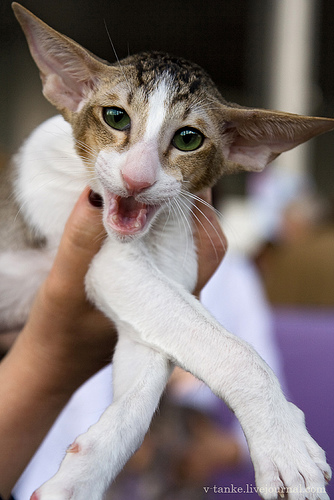 ���������� � �������� ����� (11 ����)