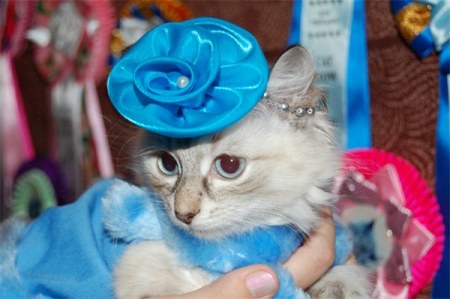 ������� ���� (16 ����)