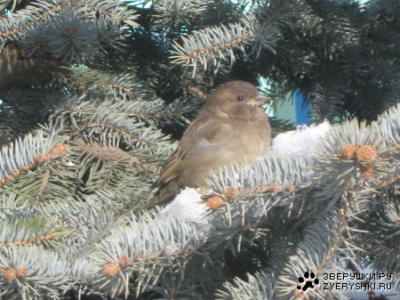 ��������� (7 ����)