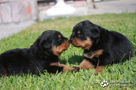 ��� ��� ���������� :)