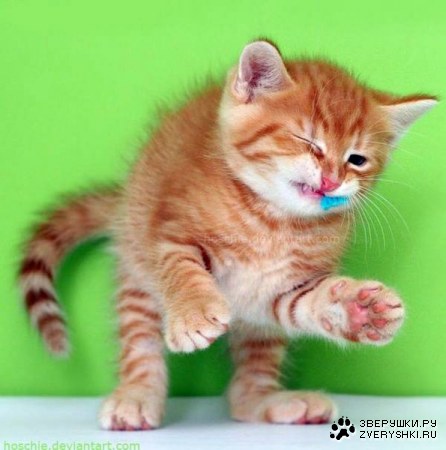 ������ ������ (7 ����)