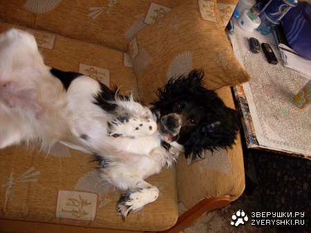 ������� ������� :)