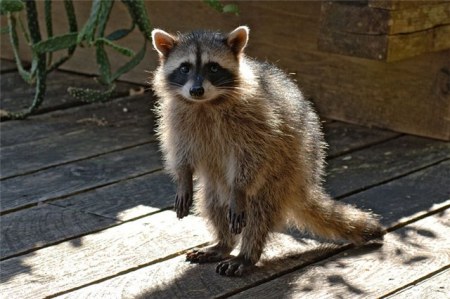 ����� ������ �������� (13 ����)