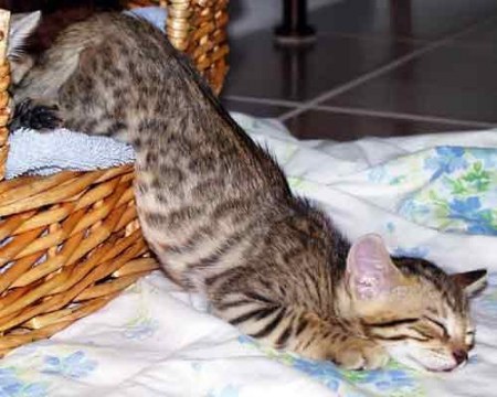 ����� ������ �������� (13 ����)