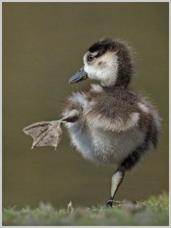 ����� ������ �������� (13 ����)