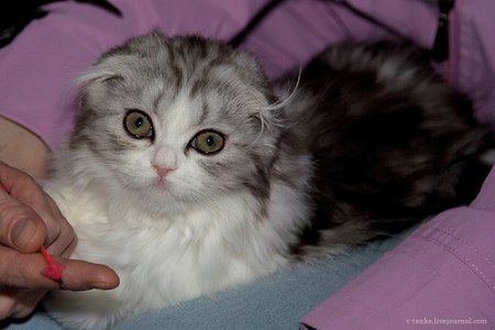 ���������� � �������� ����� (11 ����)