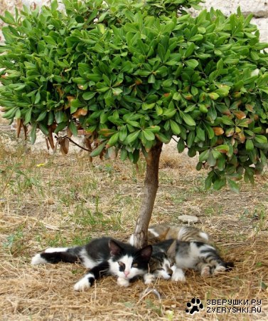 �������� ������ :)