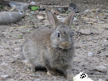 ���� �������� ����������! :)