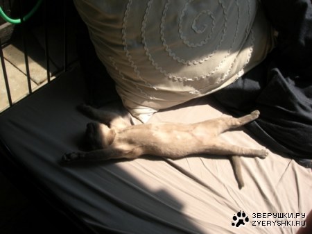 �������� ���������� ;)