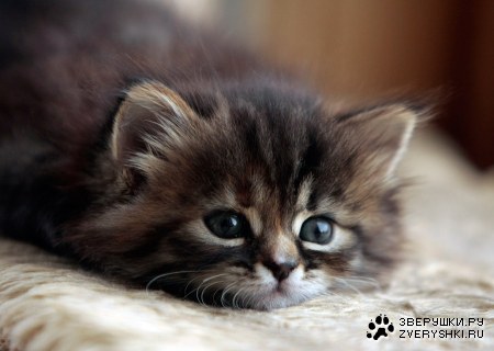 ���������...