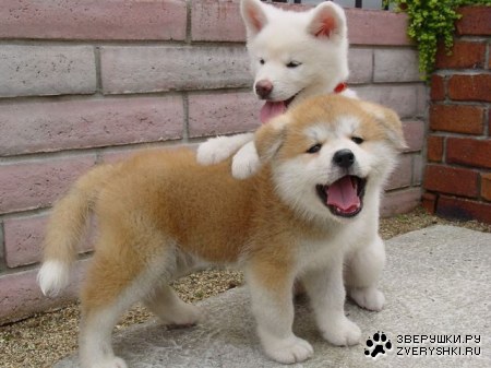 ˸���� ��� ������� ������! :)