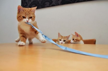 ������ :)