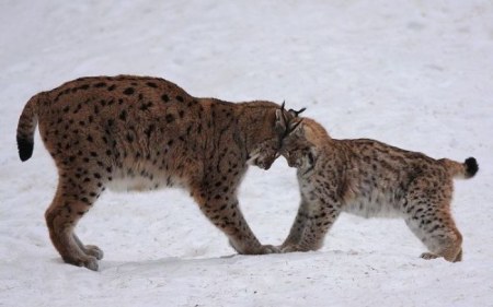 � ���� ������� ;)