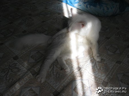 �������� ����� - ����� :)