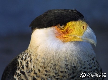 �������� �������� :)