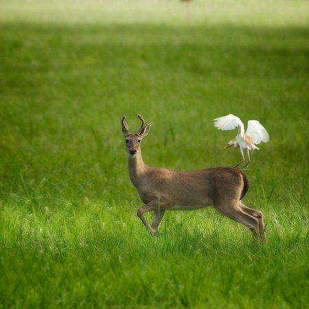 ���������� �������� (17 ����)