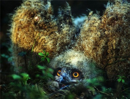 ���������� �������� (17 ����)