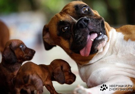 ��������� ��������?