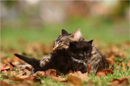 �������� �������� (13 ����)