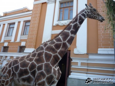 �������� �� ����������� �������� (11 ����)