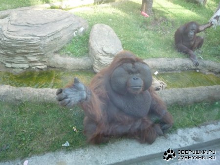 �������� �� ����������� �������� (11 ����)