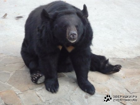 �������� �� ����������� �������� (11 ����)