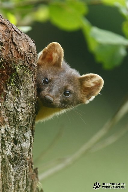 ���������� �������� (9 ����)