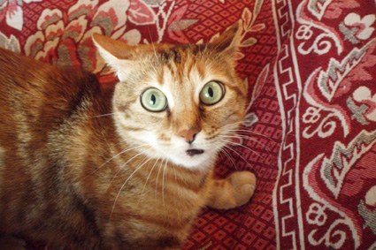 ��� �����?