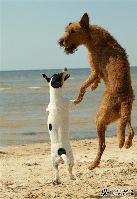 �����, ����� :)