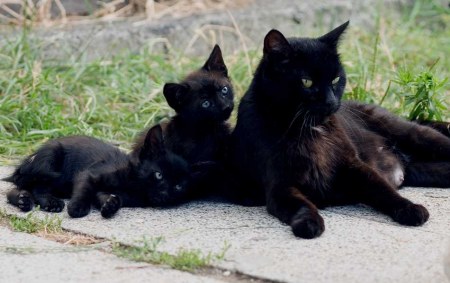 �������� ������� �� ���������� ���������� (14 ����)