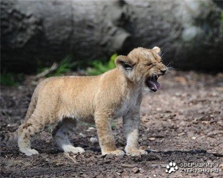 ���������� �������� (9 ����)